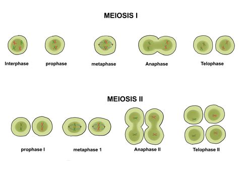 Mitosis: Cell division that creates identical copies for growth and repair. Meiosis: Cell division for sexual reproduction, generating diverse offspring. Mitosis involves four stages: prophase ...